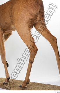 Deer Doe 2 leg 0028.jpg